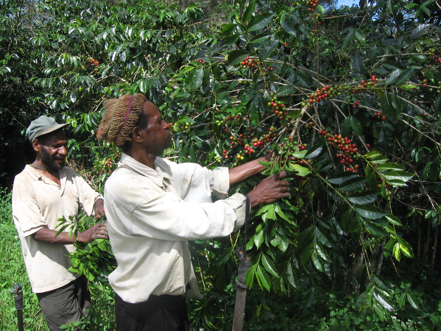 Origin Stories: Fairtrade Cooperatives in Papua New Guinea